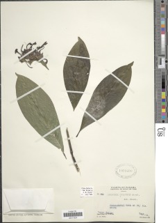 Psychotria chiapensis image