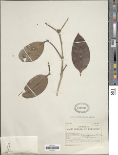 Ixora nicaraguensis image