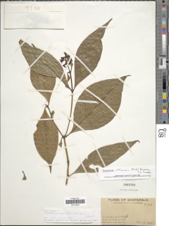Image of Psychotria buchtienii