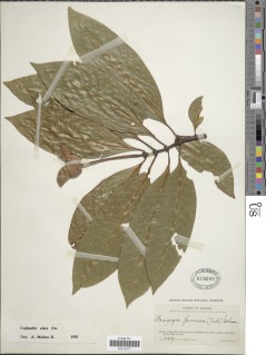 Psychotria elata image