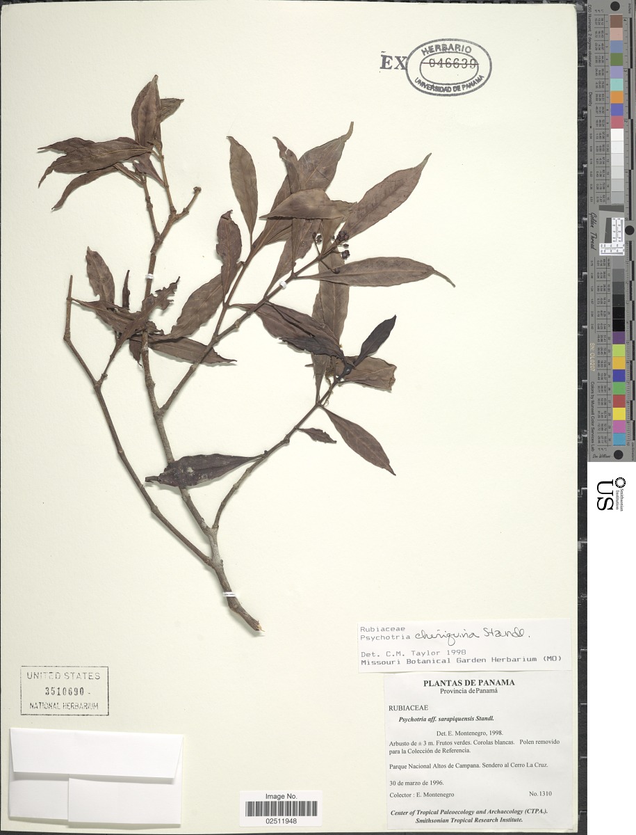 Psychotria chiriquina image