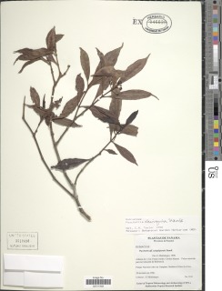 Image of Psychotria chiriquina