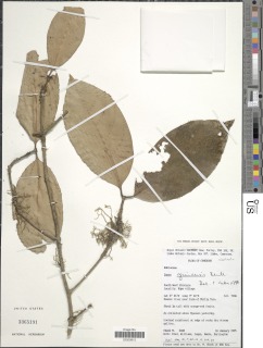 Ixora guineensis image