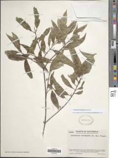 Image of Chomelia brachypoda