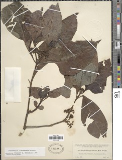 Psychotria limonensis image