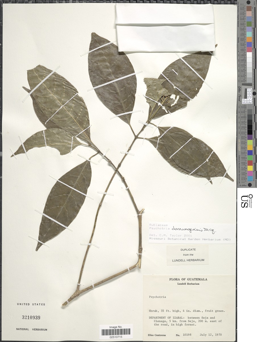 Psychotria domingensis image