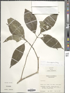 Image of Psychotria domingensis