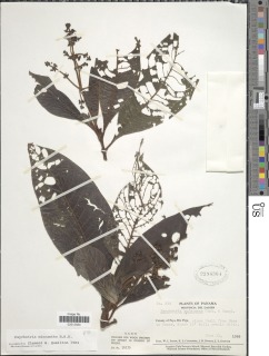 Psychotria micrantha image
