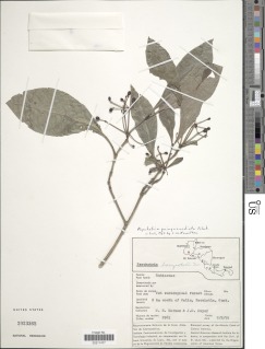 Psychotria quinqueradiata image
