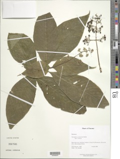 Psychotria luxurians image