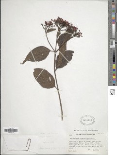 Allenanthus erythrocarpus image