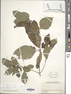 Image of Chomelia filipes