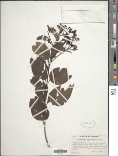 Image of Allenanthus erythrocarpus
