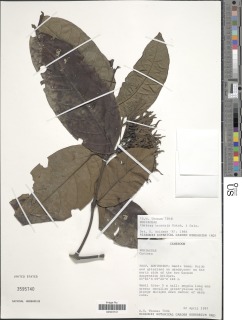 Image of Cuviera truncata