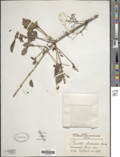 Pavetta gardeniifolia var. subtomentosa image