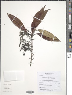 Guettarda tournefortiopsis image