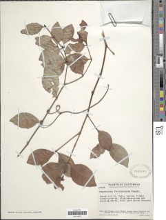 Psychotria fruticetorum image