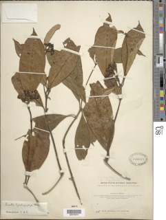Pavetta brachycalyx image