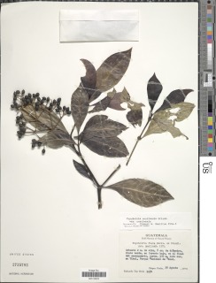 Psychotria costivenia image