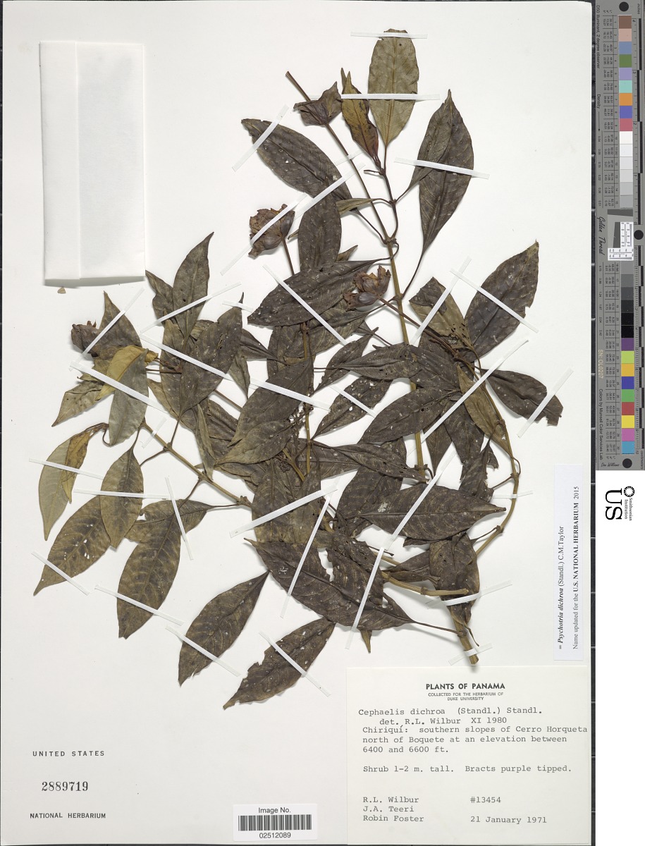 Psychotria dichroa image