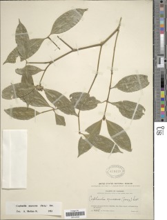 Image of Psychotria muscosa