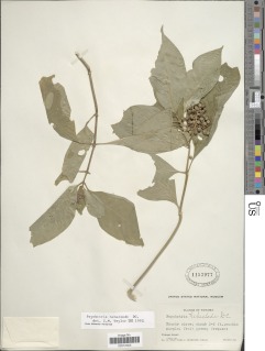 Image of Psychotria hebeclada