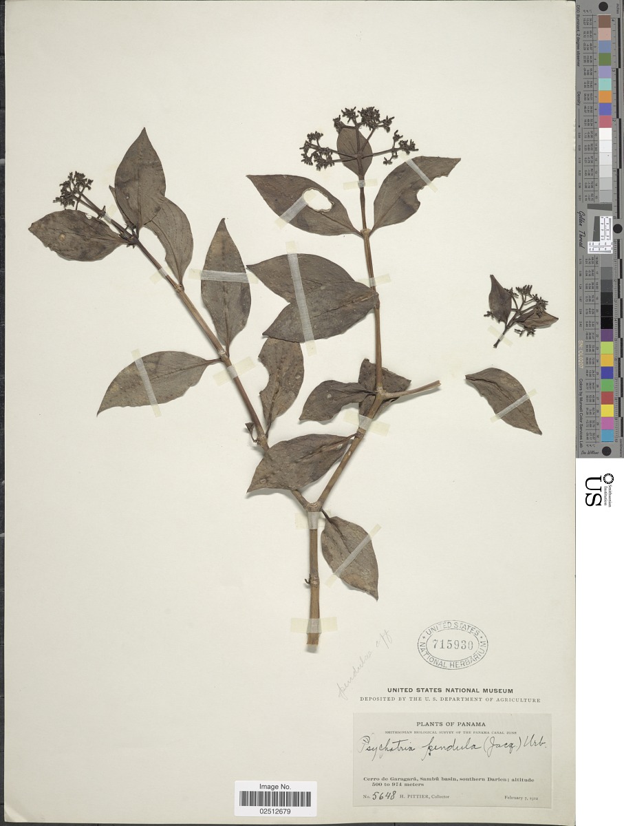 Psychotria pendula image