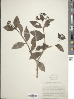 Image of Psychotria pendula