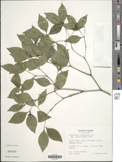 Psychotria involucrata image