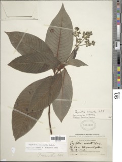 Image of Psychotria micrantha