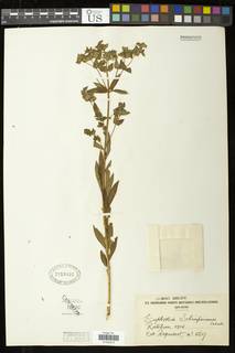 Euphorbia schimperiana image