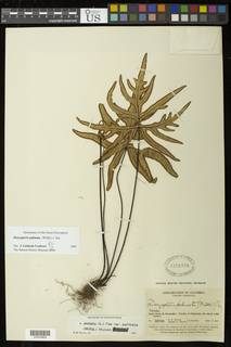 Doryopteris palmata image