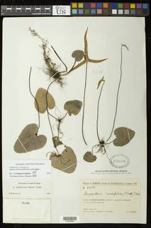 Doryopteris cordifolia image