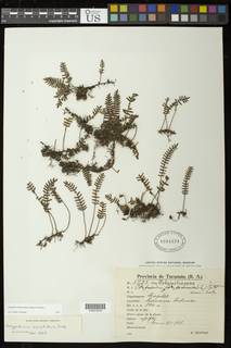 Pleopeltis minima image