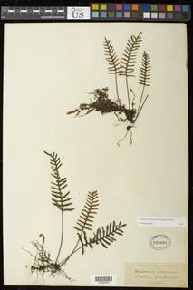Pleopeltis acicularis image