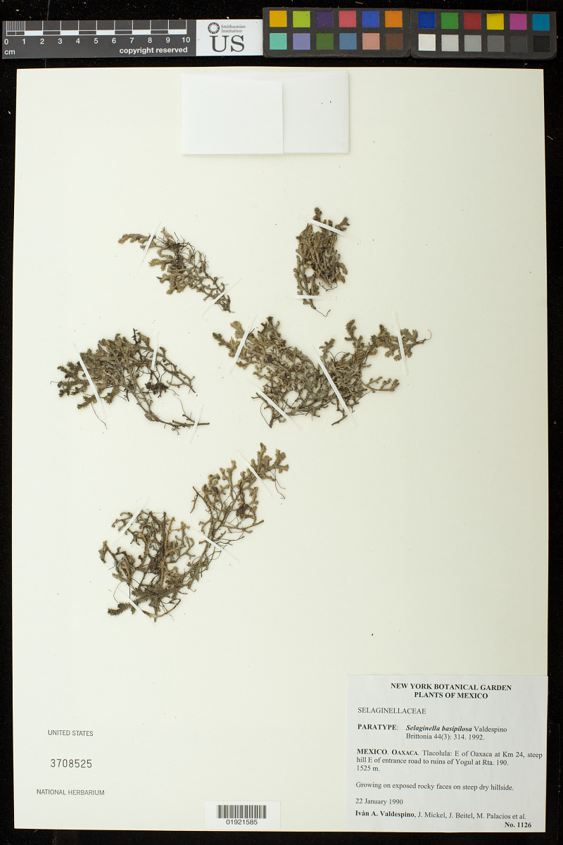 Selaginella basipilosa image