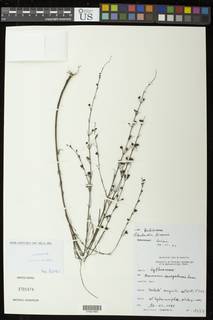 Oldenlandia corymbosa var. linearis image