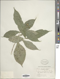 Rudgea cornifolia image