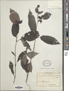 Psychotria ebensis image