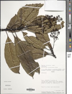 Image of Palicourea tumidonodosa