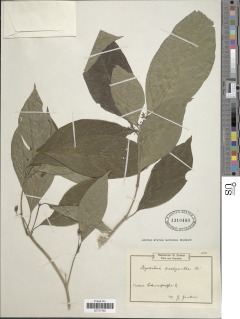 Image of Psychotria brachyantha