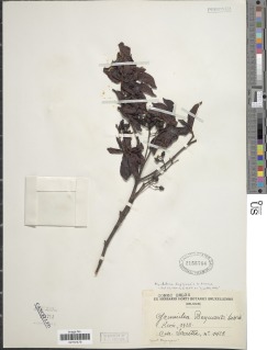 Psychotria articulata image