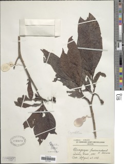 Image of Psychotria peduncularis