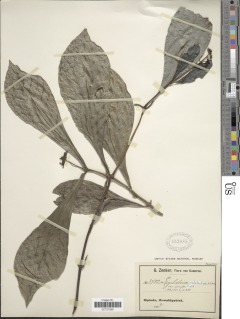 Image of Psychotria foliosa