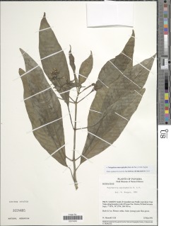 Notopleura macrophylla image
