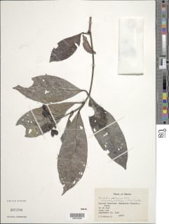 Psychotria gabonica image