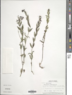 Declieuxia fruticosa image