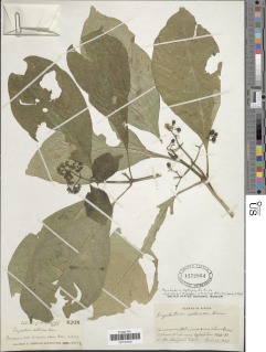 Image of Psychotria leptophylla