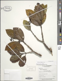 Palicourea tubuliflora image