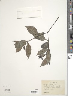 Psychotria limba image